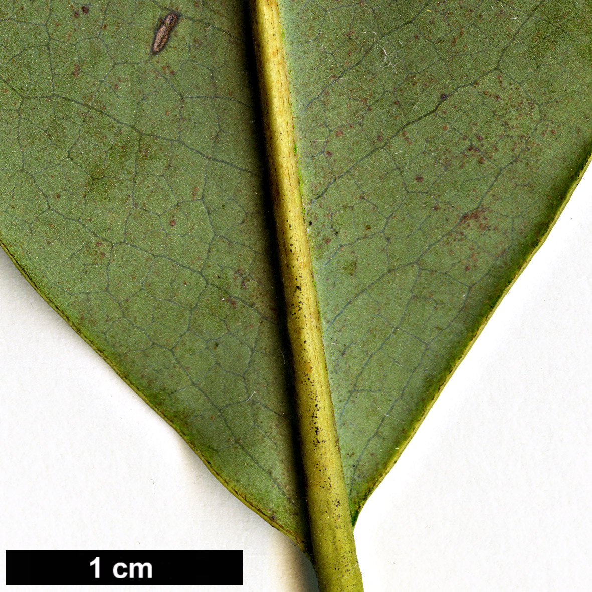High resolution image: Family: Magnoliaceae - Genus: Magnolia - Taxon: cavaleriei - SpeciesSub: var. platypetala